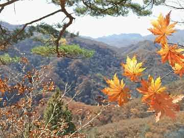 二四六天天好彩资枓全免费